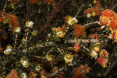Melaleuca beaufortioides