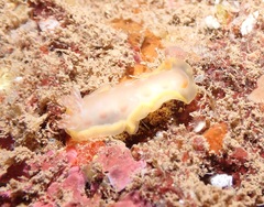 Hexabranchus