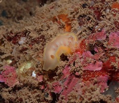 Hexabranchus
