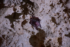 Chrotopterus auritus