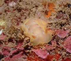 Hexabranchus