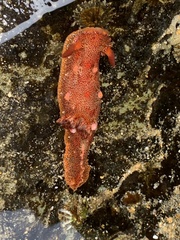 Plocamopherus imperialis