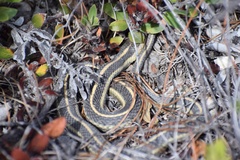 Thamnophis