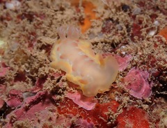 Hexabranchus