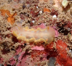 Hexabranchus