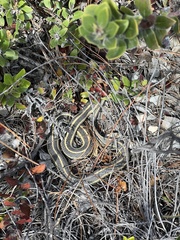 Thamnophis