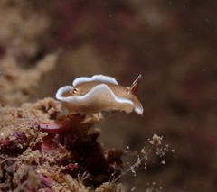 Glossodoris rufomarginata