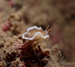 Glossodoris rufomarginata