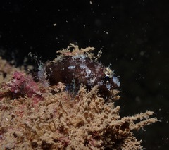 Scorpaenidae