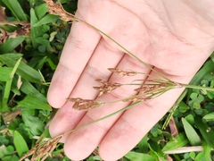 Fimbristylis dichotoma