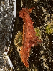 Plocamopherus imperialis