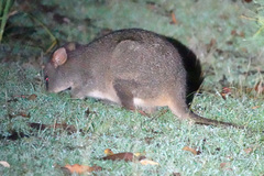 Thylogale billardierii