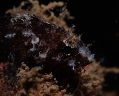Scorpaenidae