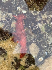 Plocamopherus imperialis