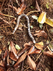 Amphisbaena fuliginosa