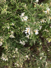 Olearia phlogopappa insularis