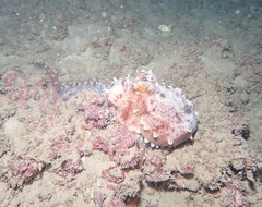 Callistoctopus ornatus