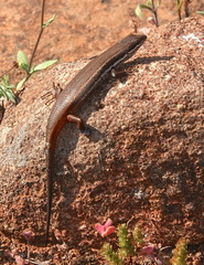 Trachylepis variegata