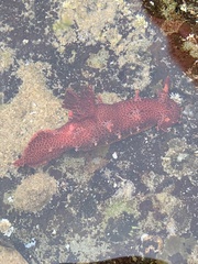 Plocamopherus imperialis