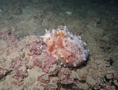 Callistoctopus ornatus