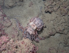 Callistoctopus ornatus