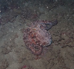 Callistoctopus ornatus