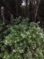 Olearia phlogopappa insularis