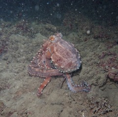 Callistoctopus ornatus