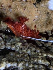 Plocamopherus imperialis