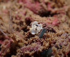 Ardeadoris tomsmithi