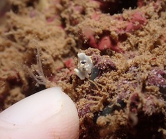 Ardeadoris tomsmithi