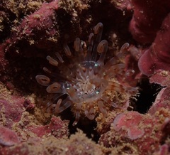 Isarachnanthus