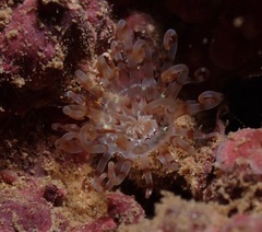 Isarachnanthus