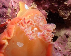 Hexabranchus