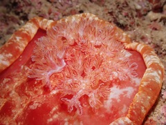 Hexabranchus