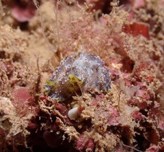 Phyllidiopsis cardinalis
