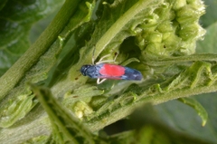 Cardioscarta flavifrons