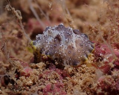 Phyllidiopsis cardinalis