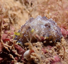 Phyllidiopsis cardinalis