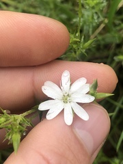 Stellaria pungens