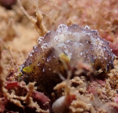 Phyllidiopsis cardinalis