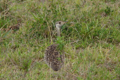 Lissotis melanogaster