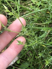 Stellaria pungens