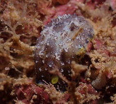 Phyllidiopsis cardinalis