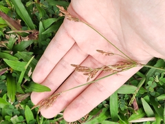 Fimbristylis dichotoma