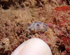 Phyllidiopsis cardinalis