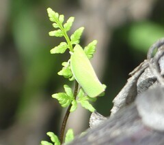 Siphanta