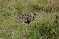 Lissotis melanogaster