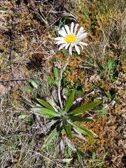 Celmisia spectabilis