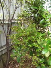 Leptospermum scoparium